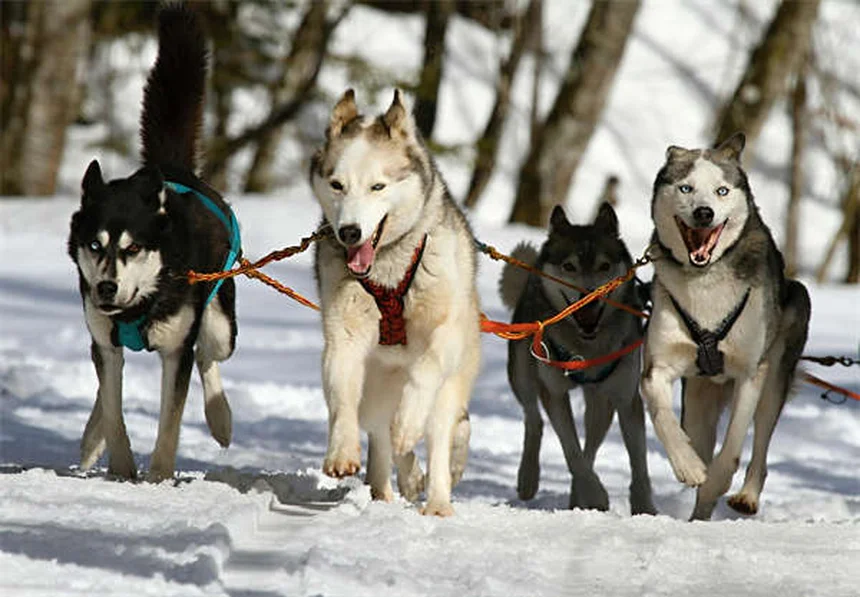 愛犬を危険にさらす掃除用品5つと安全な代わり方