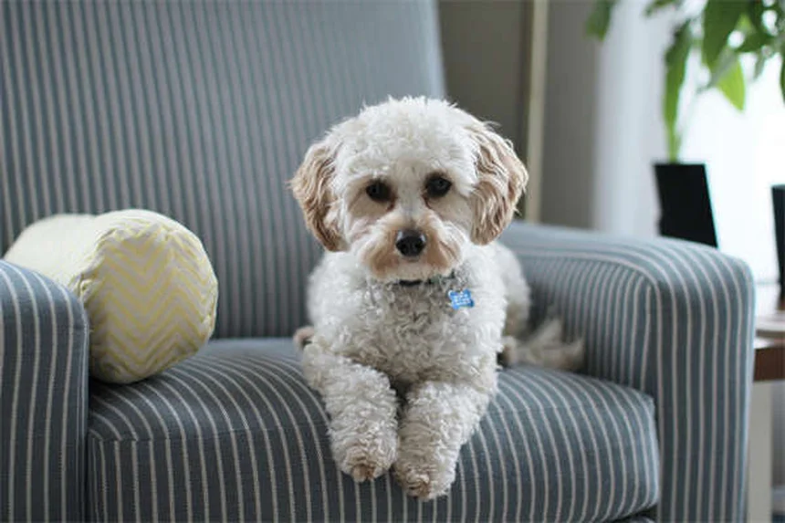 愛犬を危険にさらす掃除用品5つと安全な代わり方