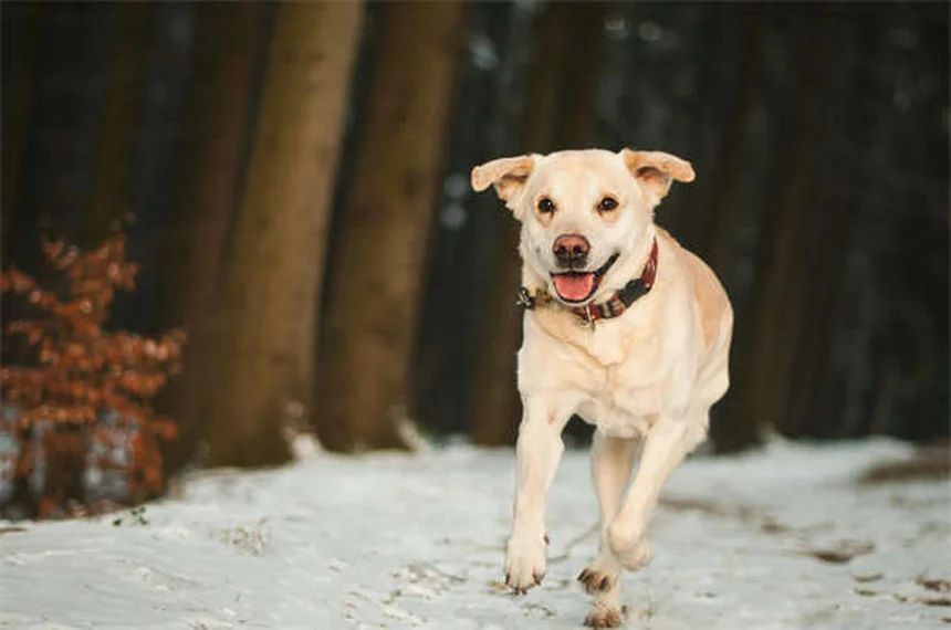 犬は色覚が悪い？実は犬が見ている世界は思いのほかカラフル！