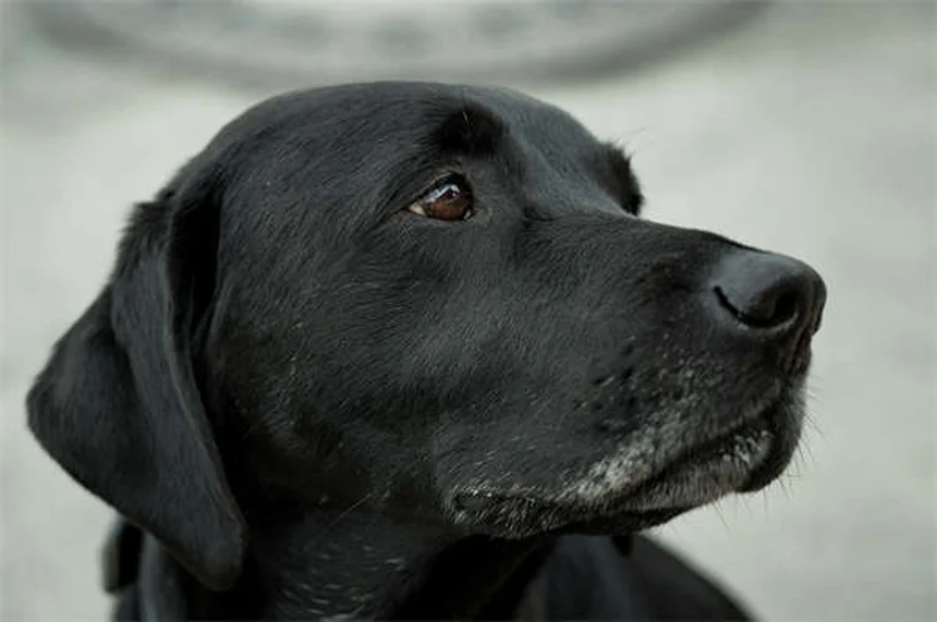 犬の痒みの原因と対処法｜自宅でできる7つの効果的な方法
