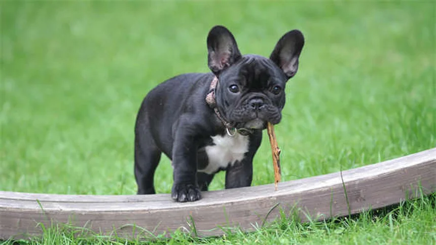 犬の痒みの原因と対処法｜自宅でできる7つの効果的な方法