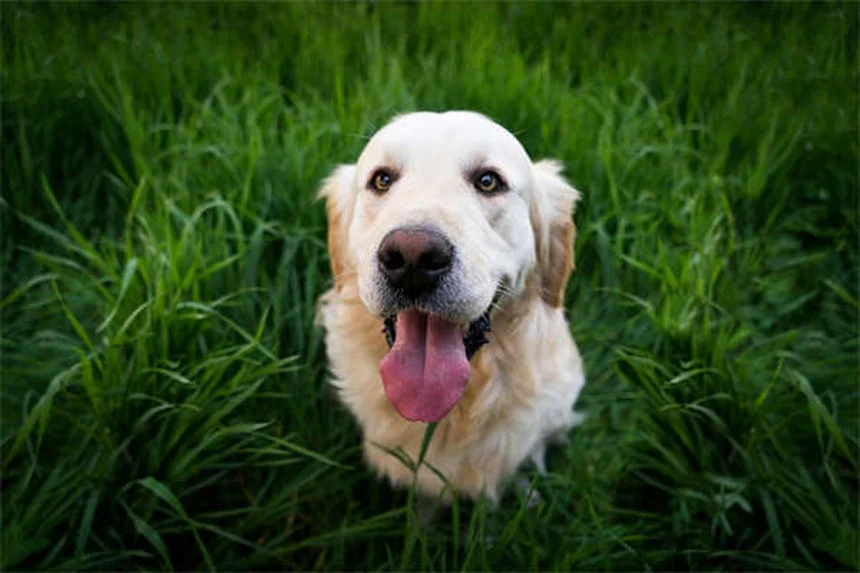 犬の薬をドッグフードに混ぜるのは危険？正しい3つの飲ませ方