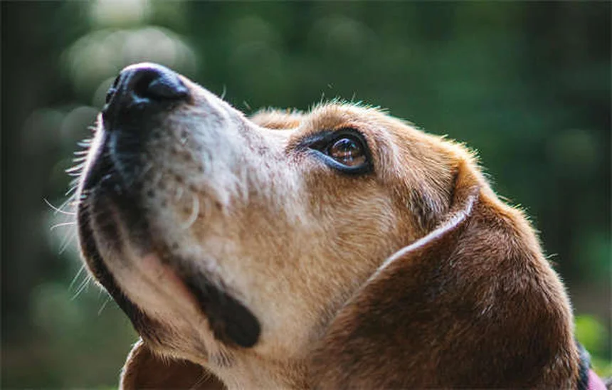 犬の捕獲本能を完全理解ガイド：上手な付き合い方