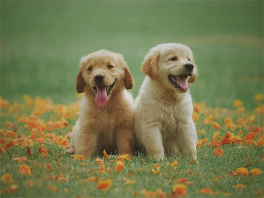 ラットの膀胱糸状虫症を徹底解説！症状から予防まで完全ガイド
