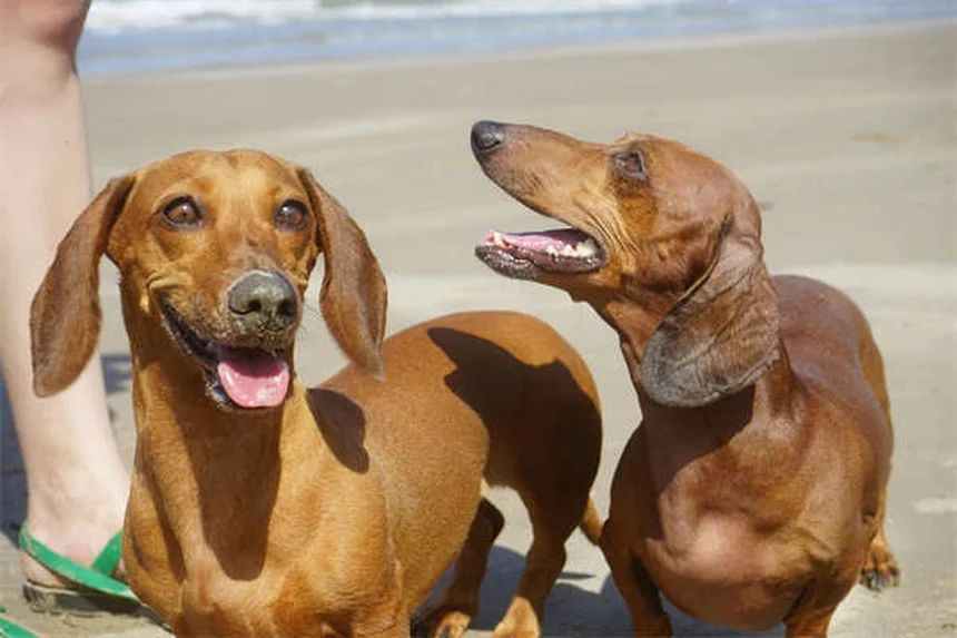 犬の産仔数は平均何匹？犬種別の目安と影響する要因を解説