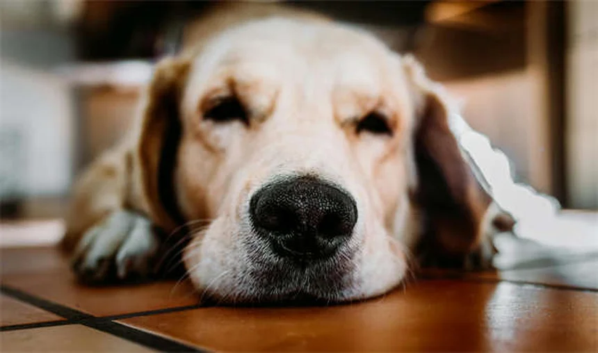 猫の睡眠時間は12〜16時間！その理由と寝すぎのサインを解説