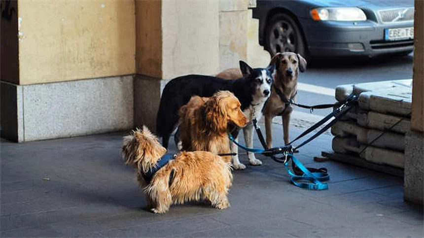 犬の飛びつきを直す効果的な方法｜今すぐできる実践的なコツ