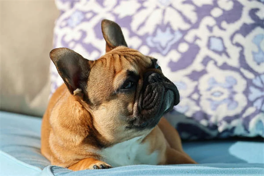 犬のソテツ中毒の見分け方と生死を分ける行動