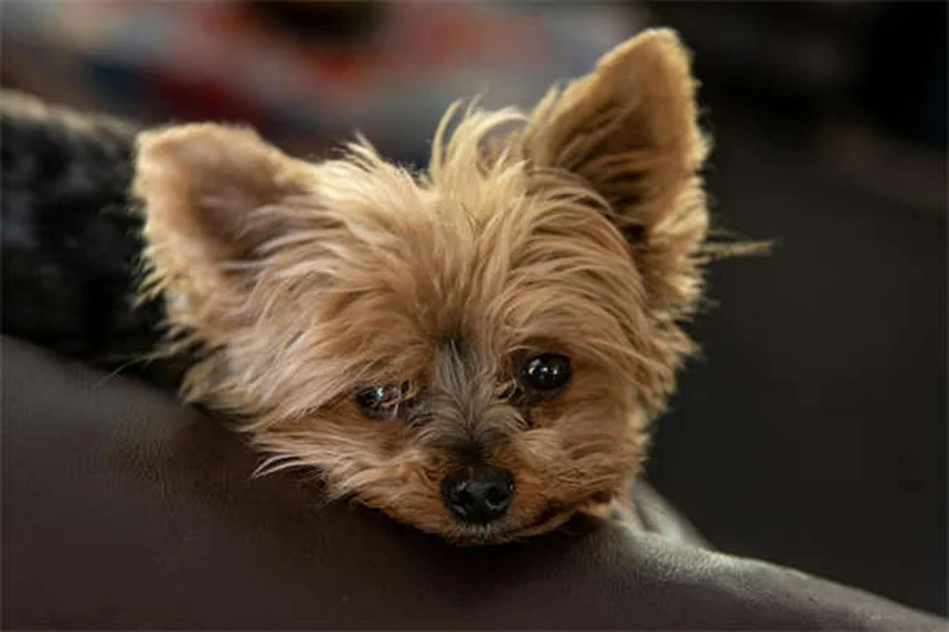 犬のソテツ中毒の見分け方と生死を分ける行動