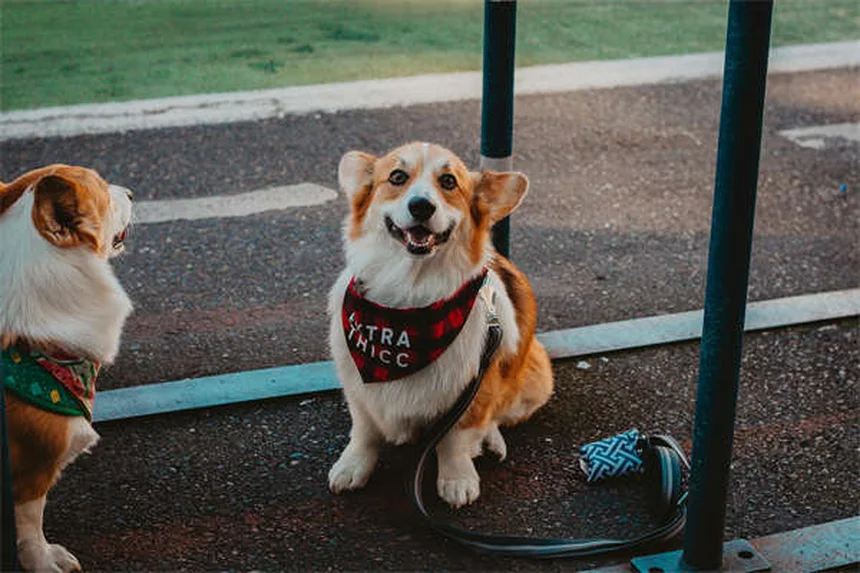 プードルミックス16種類を徹底比較！飼い主が選ぶべきドゥードル犬とは？
