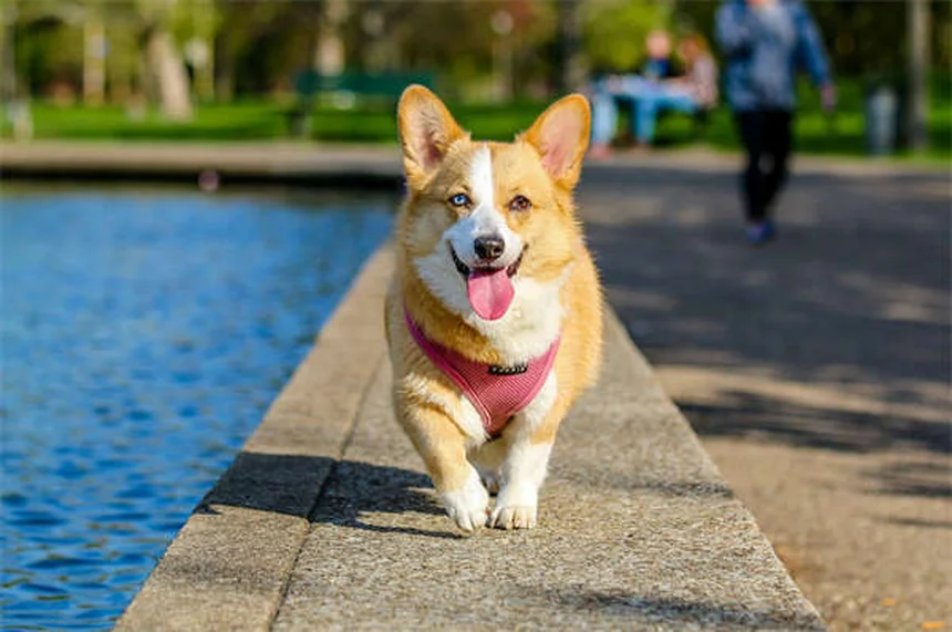 ウサギの狂犬病の症状と予防：飼い主が知るべき対策