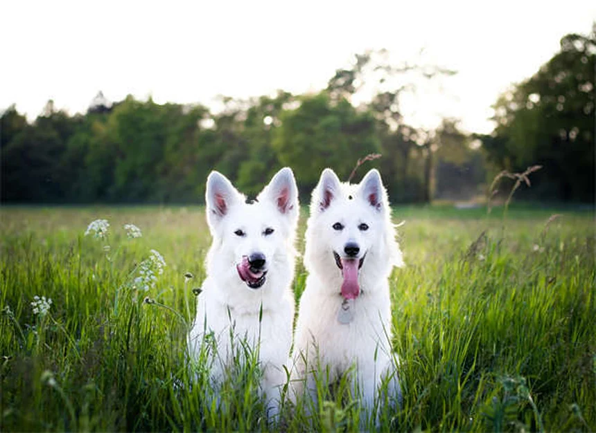 犬の吐血！症状の見分け方とすぐに病院に連れて行くべき理由