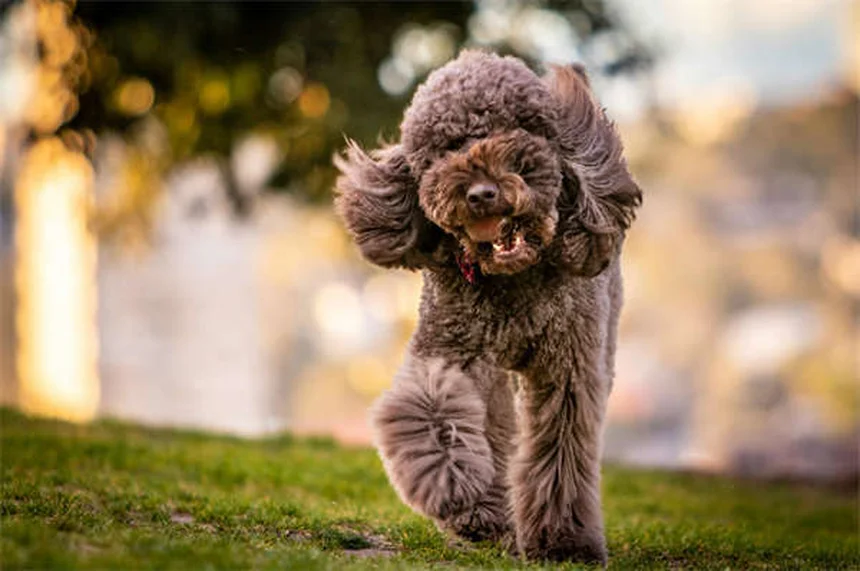 犬の吐血！症状の見分け方とすぐに病院に連れて行くべき理由