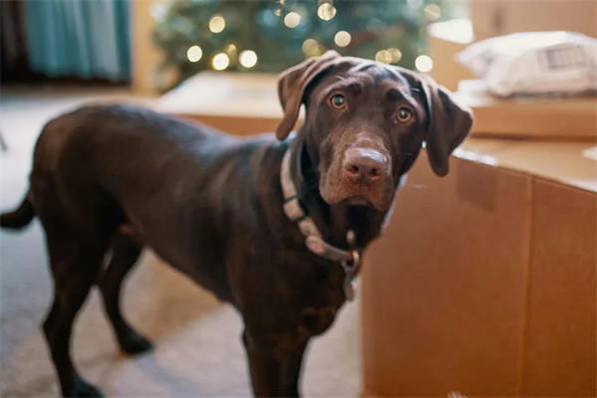 犬の味覚の秘密：人間とどう違う？知っておきたい5つのポイント