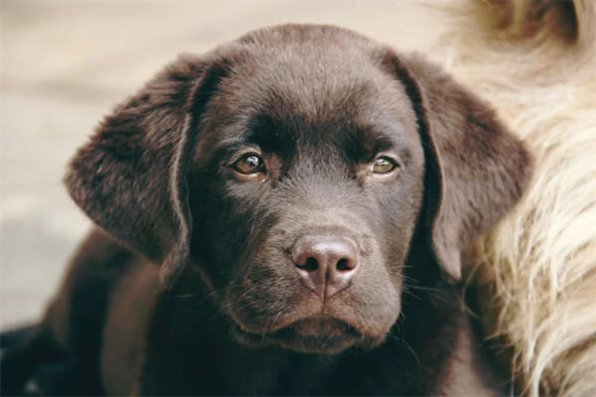 犬との絆を深める7つの方法｜実は簡単にできるコツ