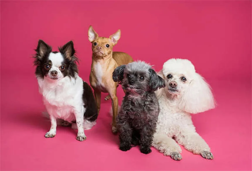 犬との絆を深める7つの方法｜実は簡単にできるコツ