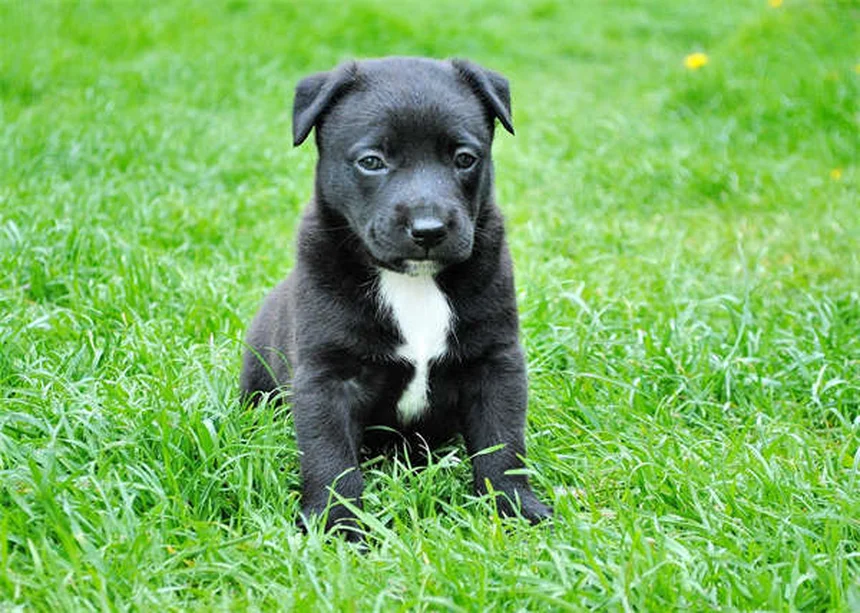 犬のダイエット、始める前に知っておくべき5つの健康メリット
