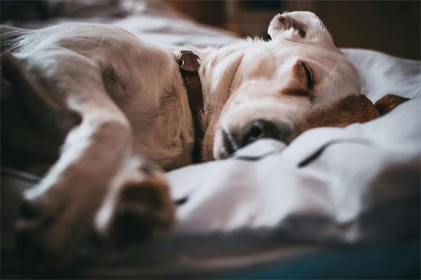 犬の声が出ない7つの原因と対処法｜獣医師がとことん解説