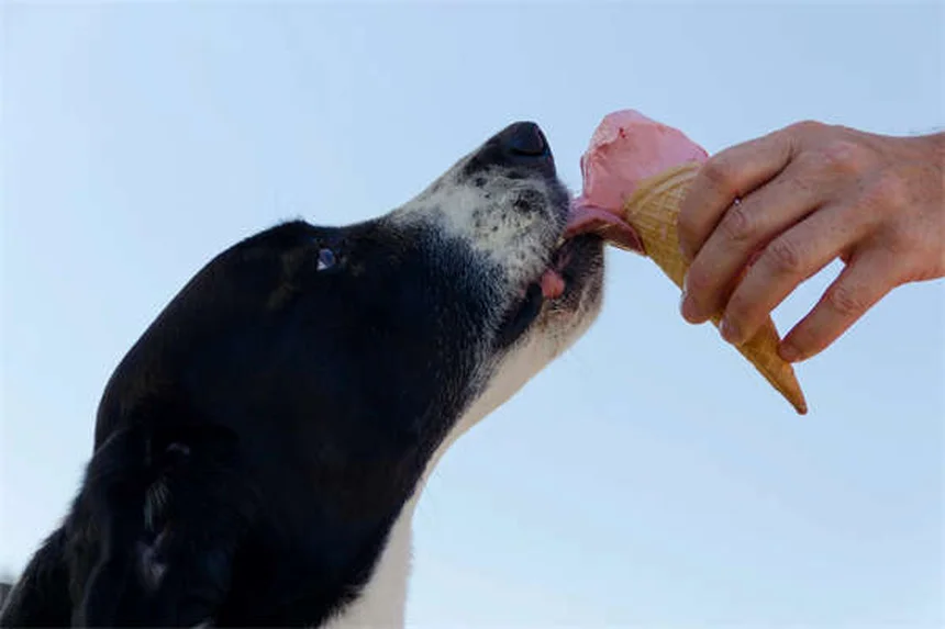 犬の声が出ない7つの原因と対処法｜獣医師がとことん解説