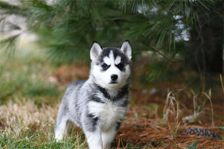 犬の寝相で性格がわかる！6つのポーズを徹底解説