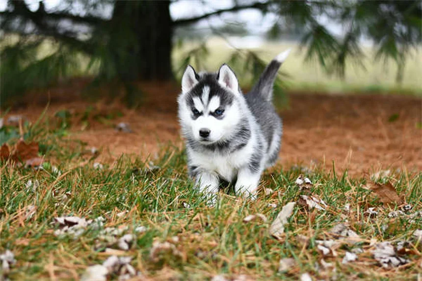 犬の寝相で性格がわかる！6つのポーズを徹底解説
