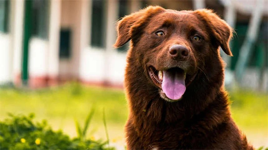 犬のシャンプー頻度は犬種で決まる！正しい洗い方