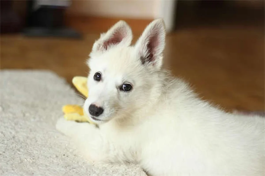 無毛犬のケア完全ガイド：4犬種を徹底比較