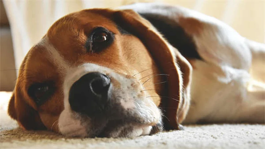 犬が他の動物とどう区別してる？研究が証明した意外な能力3選