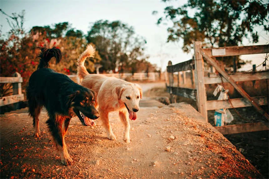 犬が他の動物とどう区別してる？研究が証明した意外な能力3選