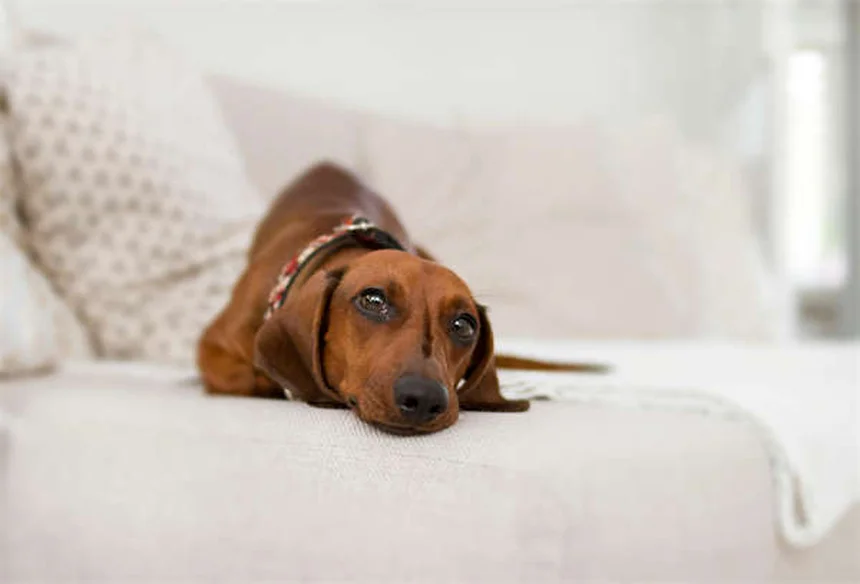 犬のクッシング症候群、ミトタン治療の現実【費用と副作用のすべて】
